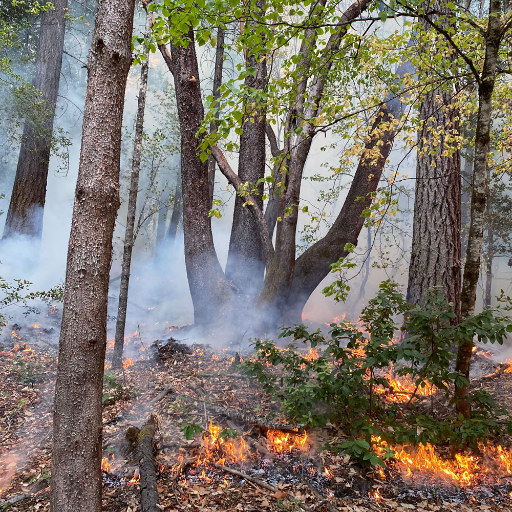 Forest in an active burn